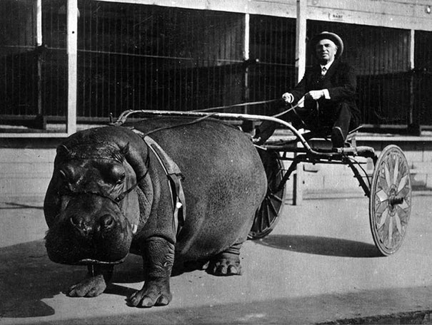Hippopotamus Pulling Cart