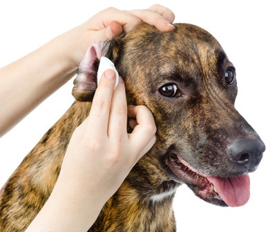clean dogs ears