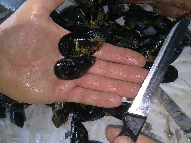 clean mussels